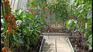 Можно ли в одной теплице вырастить хороший урожай томатов,огурцов, перцев и баклажанов?