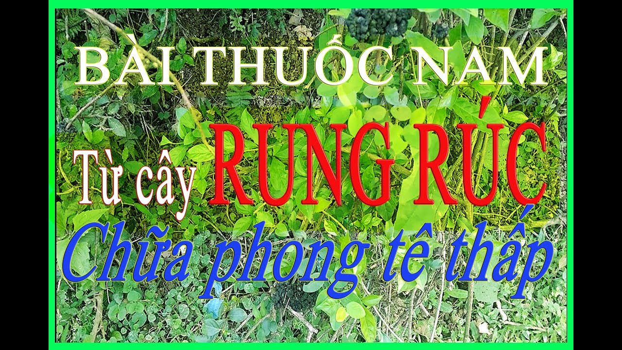 Bài thuốc nam từ cây rung rúc chữa phong tê thấp|Son Lee - YouTube