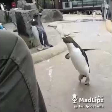 Penguin nyanyi(besok libur)lucu bgt