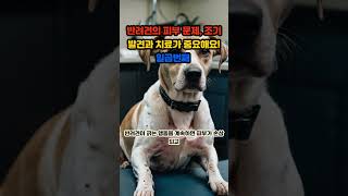 반려견의 피부 문제, 조기 발견과 치료가 중요해요! 일곱번째 #반려견 #피부병변 #가려움증 #알레르기 #기생충 #피부질환 #수의사