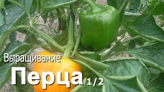 Выращивание перца. 1/2(Ботаническое описание. Условия окружающей среды: температура, освещение, влажность. Типы почв., 2015-11-25T08:10:30.000Z)