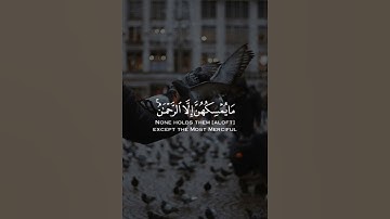 أولم يروا إلى الطير القارئ عبدالرحمن الشبلي