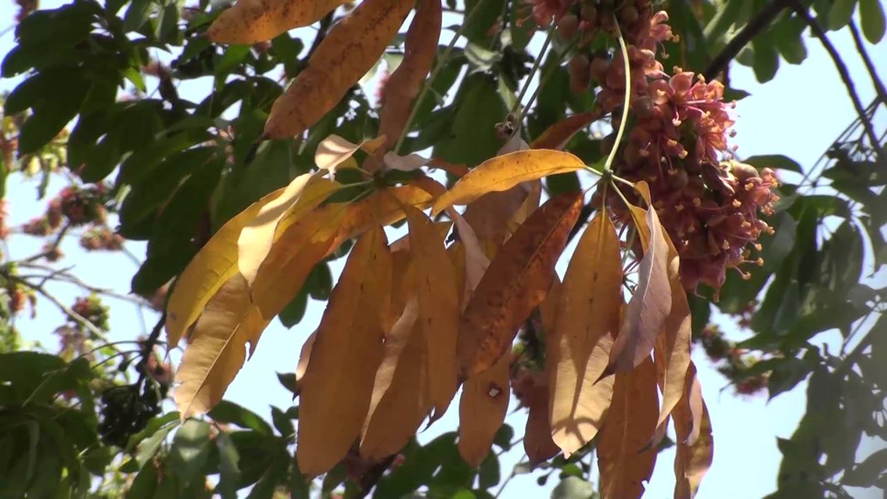 Ceiba pentandra in full bloom insects picture