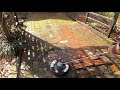 Cleaning fuzzy green stuff from Brick - EXTREME pressure washing TRANSFORMATION