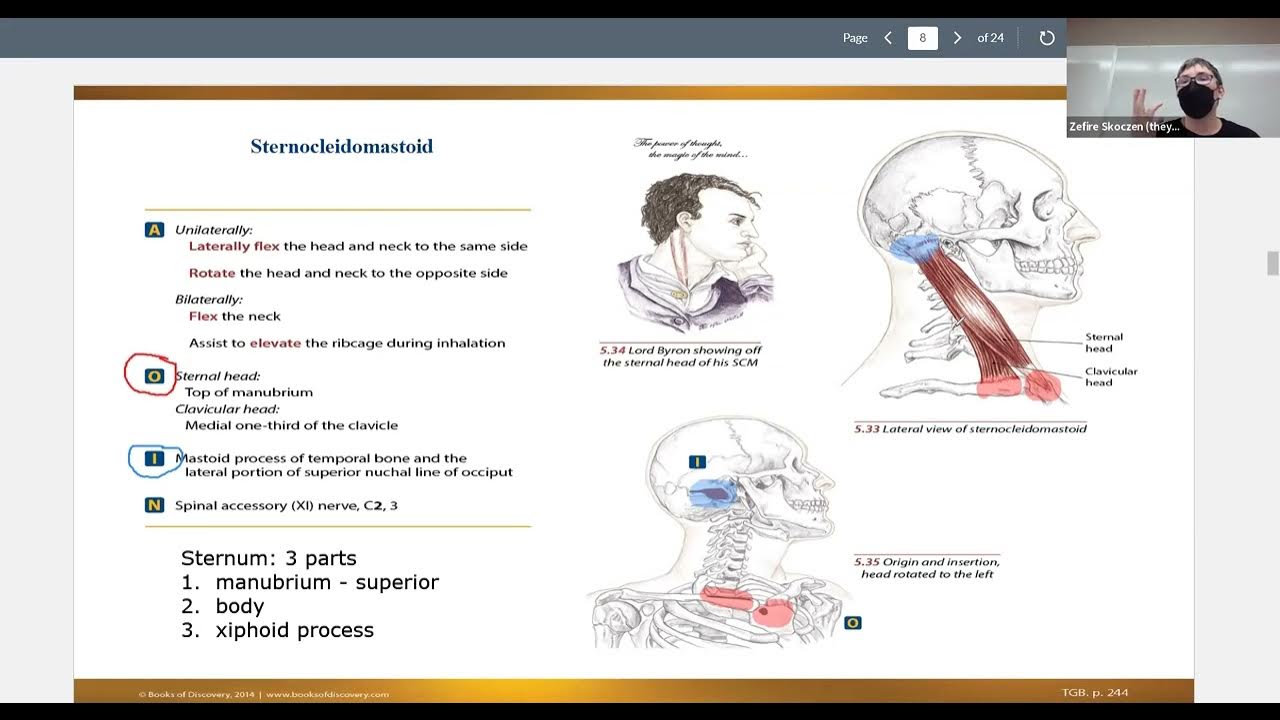 SCM - Sternocleidomastoid: Kinesiology for Massage Therapists - YouTube