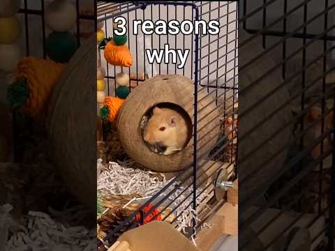 Video: Gerbils Care: Despre Pet Gerbils