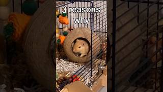 3 reasons why gerbils are like cats | Mongolian Gerbil fun facts