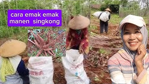 Emak emak juga bisa manen singkong sendiri