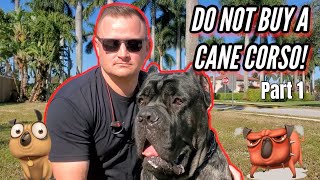 CANE CORSO  SHOULD YOU GET ONE?!  Part 1