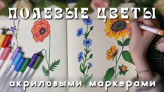 картинка: рисуем вместе полевые цветы: подсолнух