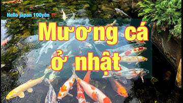 Mương cá ở Nhật: Vùng quê yên bình ở nhật
