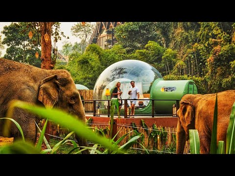 Video: Duerma Con Elefantes En Las Burbujas De La Jungla De Este Lujoso Resort De Tailandia