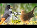 Vai cantar na hora  coleiro tui tui com fmea cantando e piando