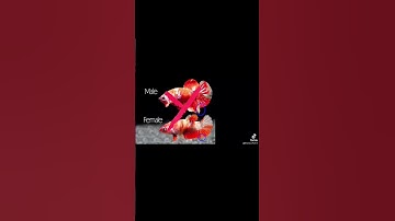 Phân biệt betta trống và betta mái trong 1 phút