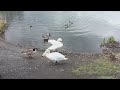 Swan geese and ducks