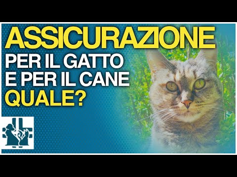 Video: L'assicurazione del cane copre la sterilizzazione?