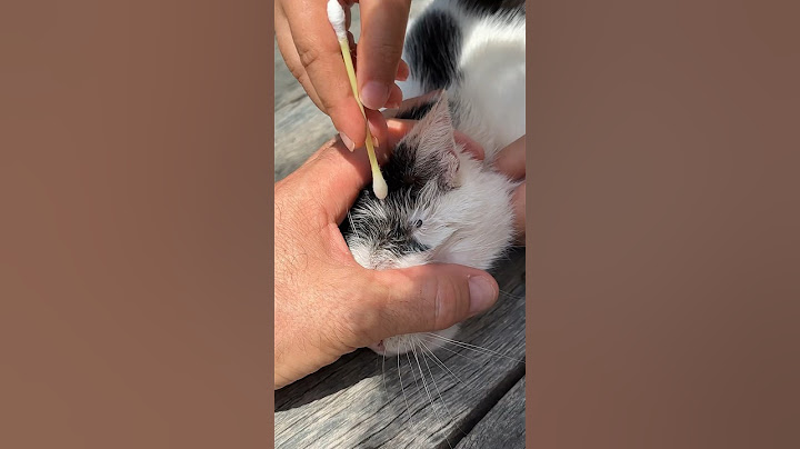 🕷️ Căpușă la pisici 🐈 cum o scoți 😱 how to remove a tick on cats ✅ #shorts