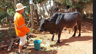 bastidores Seu Mané da de come o 🐂 !!