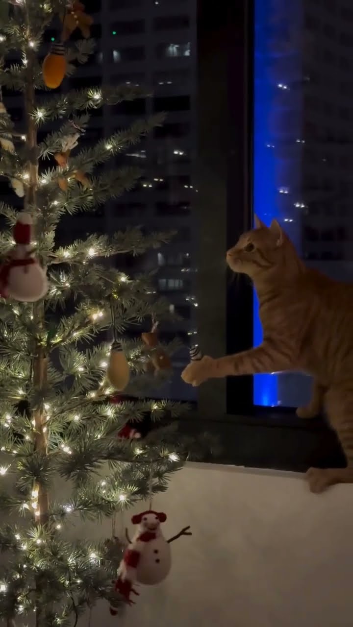 C magnifique vidéo chat