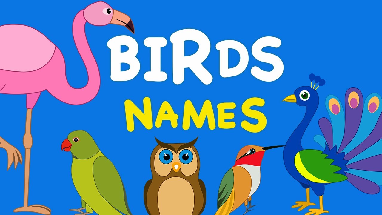 Birds Name | Birds Name in English | Birds Name And their sounds ...