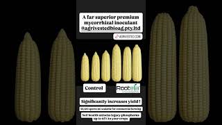 Formulated at exceptionally high commercial spore concentrations, Rootella® L and Rootella® F