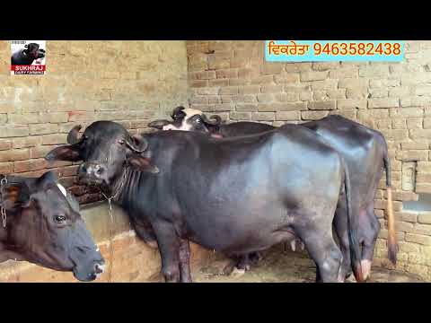 ਘਰੇਲੂ ਪਰਿਵਾਰ ਕੋਲ ਗੱਭਣ ਮੱਝ ਵਿਕਾਊ ਜਾਇਜ਼ ਰੇਟ #sukhrajdairyfarming 