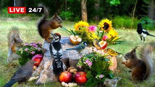 🔴 24/7 LIVE CAT TV NO ADS😺 Midsummer Party with Cutest Red Squirrels & Adorable Little Bird