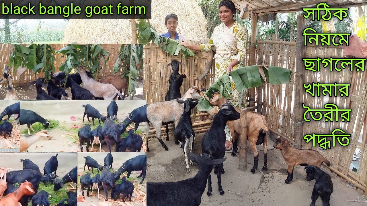 আগত গরমকাল ছাগলের খামার কিভাবে চালাতে হবে?এবং ছাগল পালন করতে হবে? Black ...