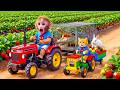 Monkey Nana Drives a Tractor to Harvest Strawberrie with Tiny JCB Cat & Saves a Bunny from Crocodile