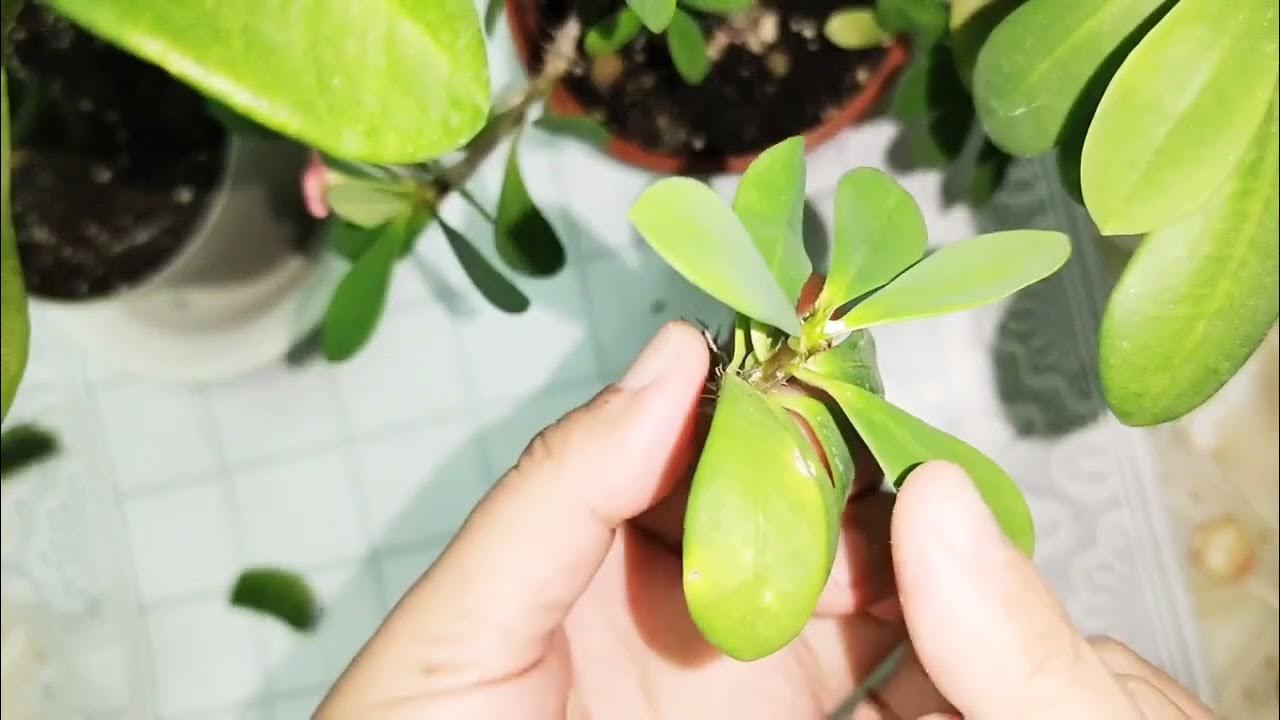 Df Джессика Мазури avi фотосы