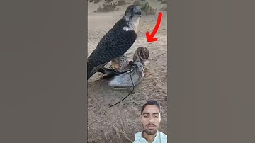 #egzonibrahimi #سورة_الإخلاص #ikhlas #shortvideo #nature