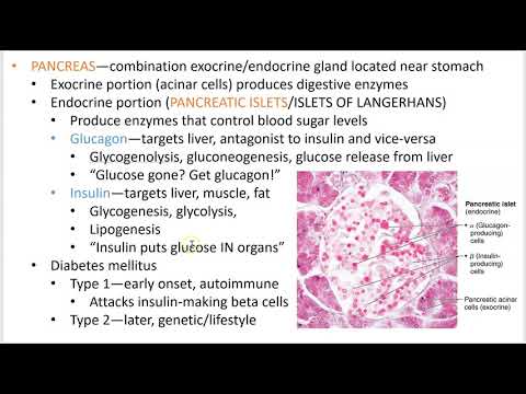 2402 Lecture Ch 16 Endocrine System PowerPoint Screencast 5 - YouTube