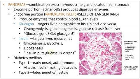 2402 Lecture Ch 16 Endocrine System PowerPoint Screencast 5