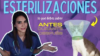 ¿ES BUENO ESTERILIZAR A LOS GATOS?