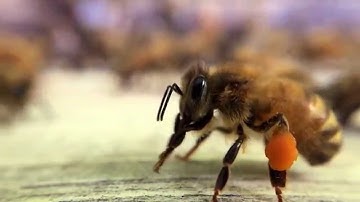 Bee pollen slow motion Flow™ Hive