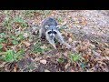 How To Trap Raccoons: Traps, Bait, Location and MORE!!!