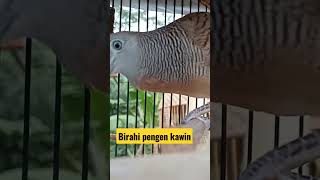 perkutut emosi birahi pengen kawin