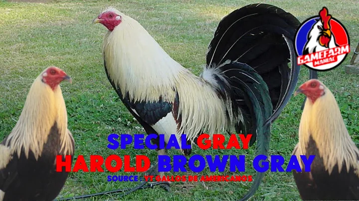 SPECIAL GRAY - HAROLD BROWN GRAY