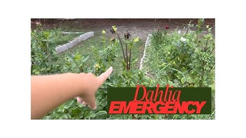 Dahlia Emergency! The 24-Hour Turnaround You Need to Try!