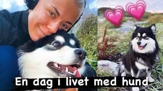 Hverdagen med hund