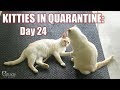 Kitties in Quarantine: DAY 24 (a throwback to last week...) 😹