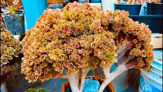 2/21/24 CUTE AEONIUM CRESTED VARIEGATED $20-$30 | SUCCULENTS FOR SALE | LeLe: (408) 883 5495 by LeLe's Succulents USA 2,456 views 2 months ago 10 minutes, 54 seconds