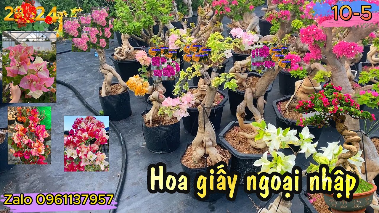 10/5/24 Hoa giấy ngoại nhập, giấy mỹ ghép nhiều giống mới, 0961137957 p57