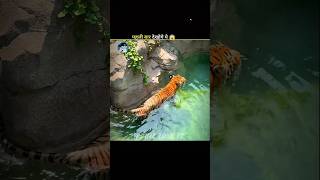 This is how tigers bathe in the zoo 🐅 #facts#shorts