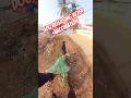 Main Road Amazing Dog Catching Trailer #dog #goku #amazing #dogwithpublicsafety #ytviral