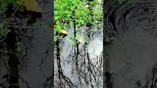 HIDDEN SAXON HOLY WELL