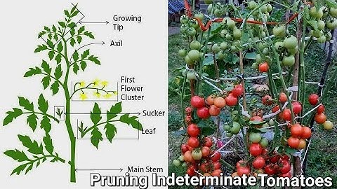 Pruning indeterminate tomatoes For Lots Of Fruit And Identifying Tomato Suckers