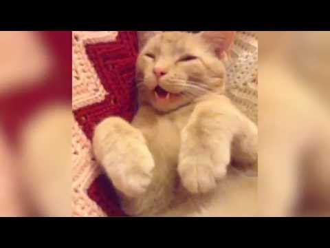 the-best-compilation-cats-are-sneezing-2016-#2