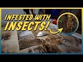 Insect Infested Rug - Carpet Cleaning Satisfying Video