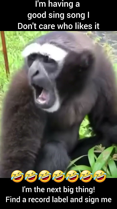 funky monkey.!#comedy #funny #memes #funnymemes #meme #lol #love #humor #fun #laughs